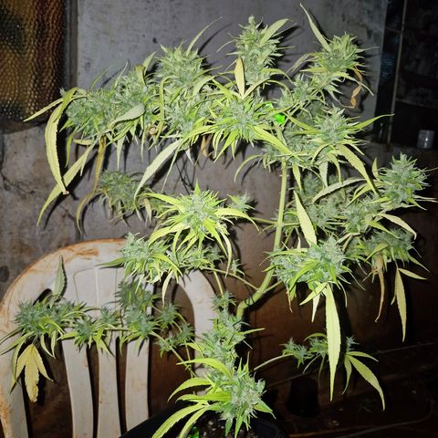sativa growlog timeline photo
