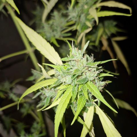sativa growlog timeline photo