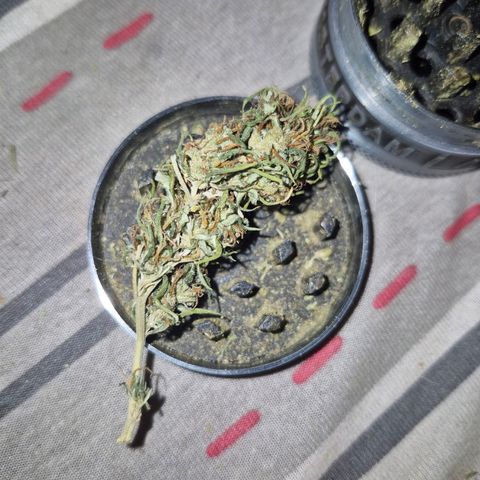 Prenseed/ Poda Fim growlog timeline photo