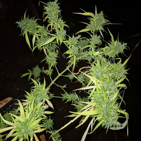 sativa growlog timeline photo