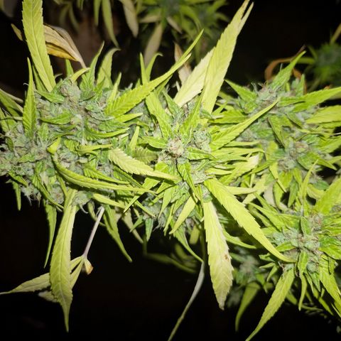 sativa growlog timeline photo