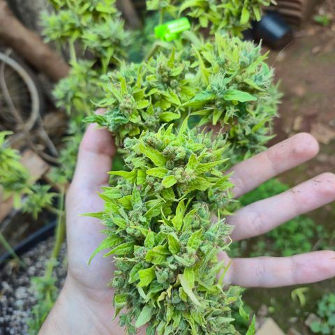 sativa growlog timeline photo