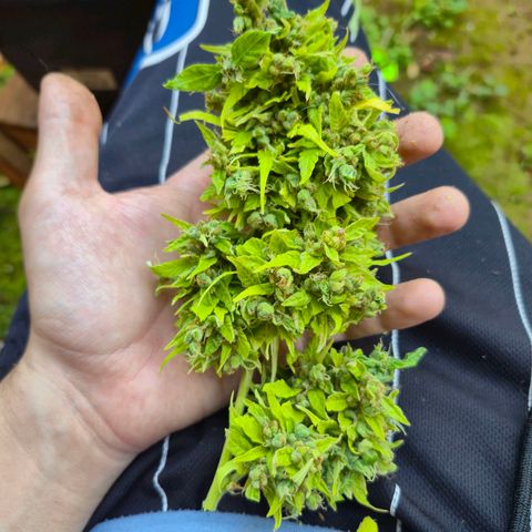 sativa growlog timeline photo