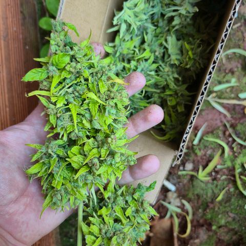 sativa growlog timeline photo