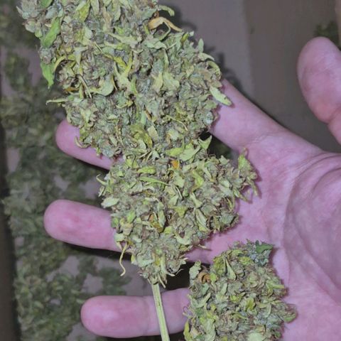 sativa growlog timeline photo