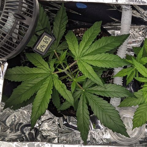 Bubba Kush growlog timeline photo
