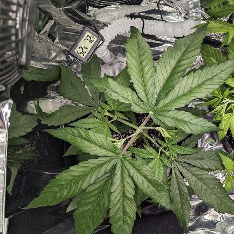 Bubba Kush growlog timeline photo