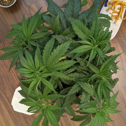 Bubba Kush growlog timeline photo
