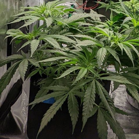Bubba Kush growlog timeline photo