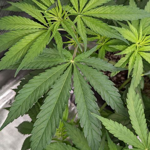 Bubba Kush growlog timeline photo