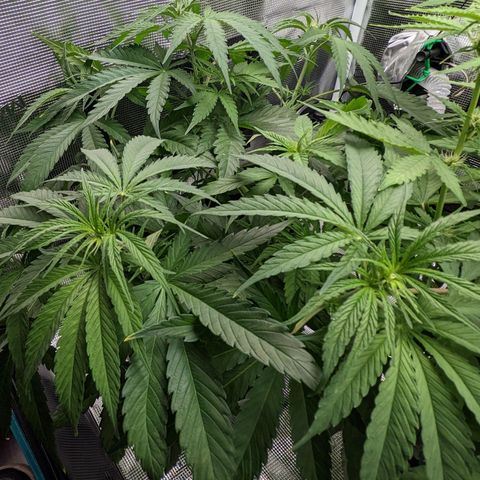 Bubba Kush growlog timeline photo