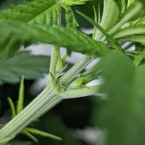 Bubba Kush growlog timeline photo