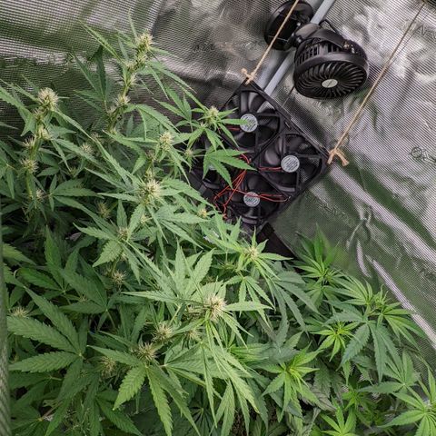 Bubba Kush growlog timeline photo