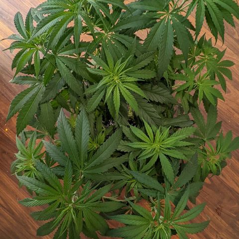 Bubba Kush growlog timeline photo