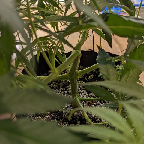 Bubba Kush growlog timeline photo