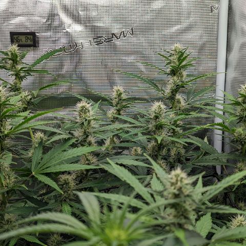 Bubba Kush growlog timeline photo