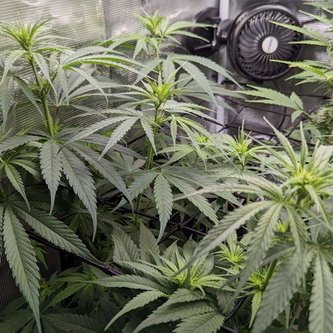Bubba Kush growlog timeline photo