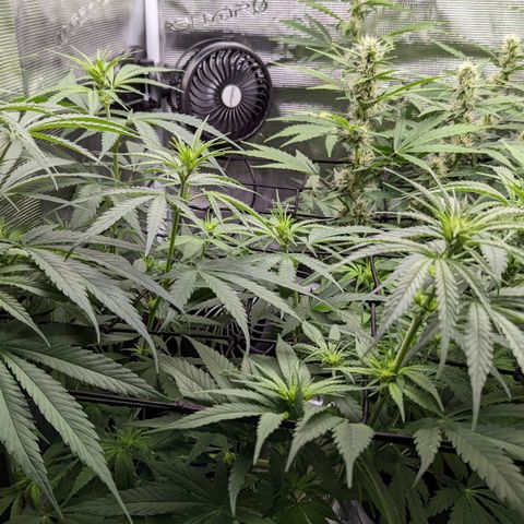 Bubba Kush growlog timeline photo