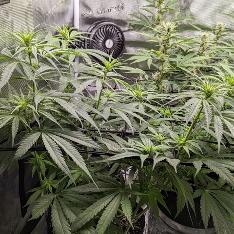 Bubba Kush growlog timeline photo