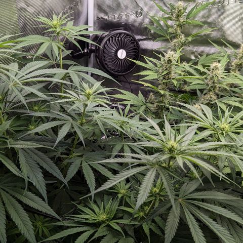 Bubba Kush growlog timeline photo