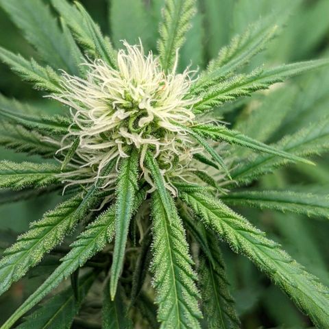 Bubba Kush growlog timeline photo