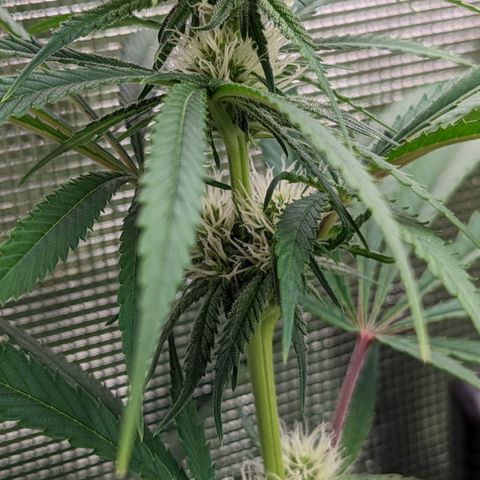 Bubba Kush growlog timeline photo