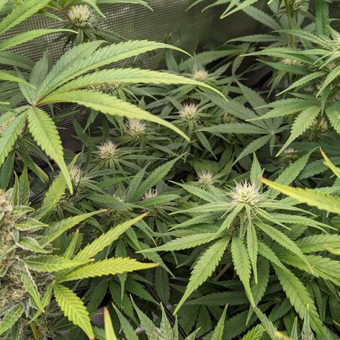 Bubba Kush growlog timeline photo