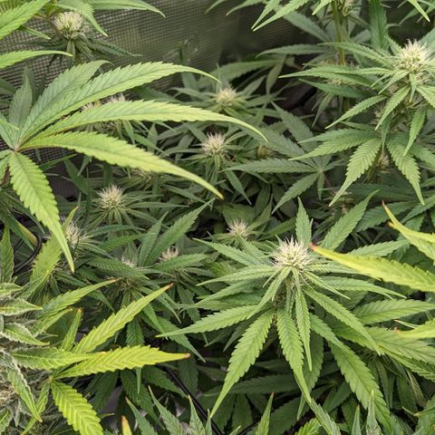 Bubba Kush growlog timeline photo