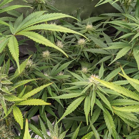 Bubba Kush growlog timeline photo