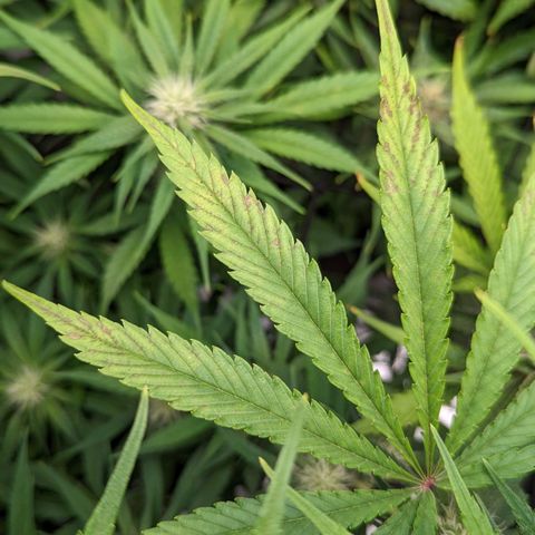 Bubba Kush growlog timeline photo