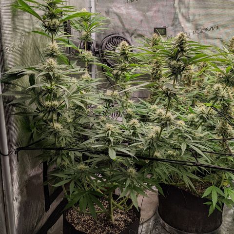 Bubba Kush growlog timeline photo
