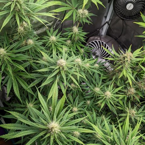 Bubba Kush growlog timeline photo