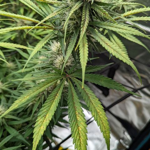 Bubba Kush growlog timeline photo