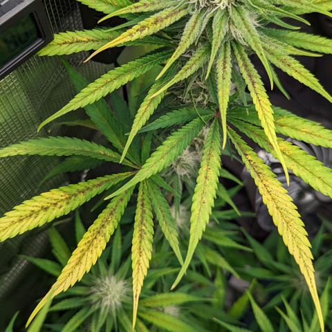 Bubba Kush growlog timeline photo