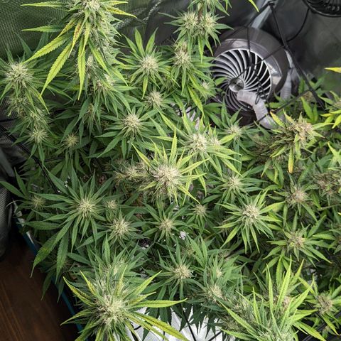 Bubba Kush growlog timeline photo