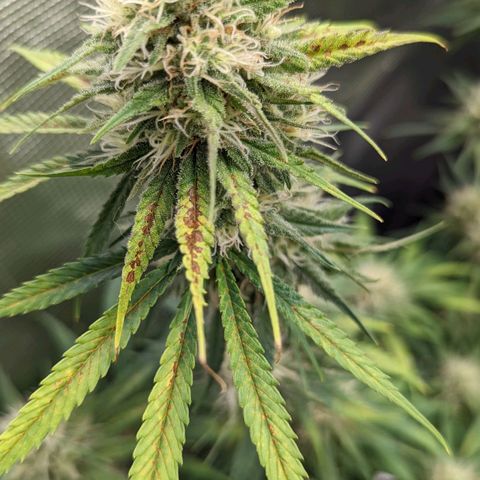 Bubba Kush growlog timeline photo