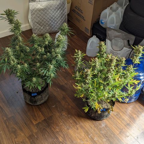 Bubba Kush growlog timeline photo