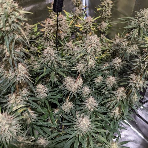 Bubba Kush growlog timeline photo