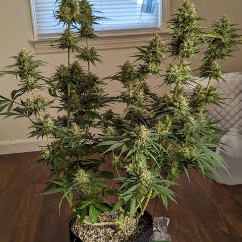 Bubba Kush growlog timeline photo