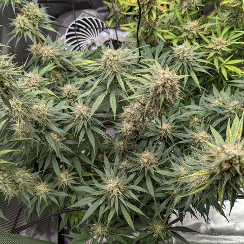 Bubba Kush growlog timeline photo