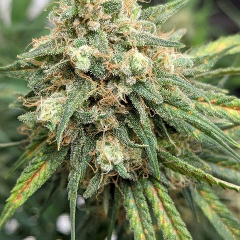 Bubba Kush growlog timeline photo