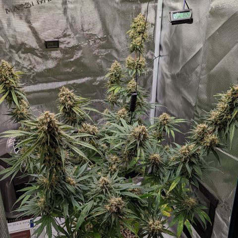 Bubba Kush growlog timeline photo