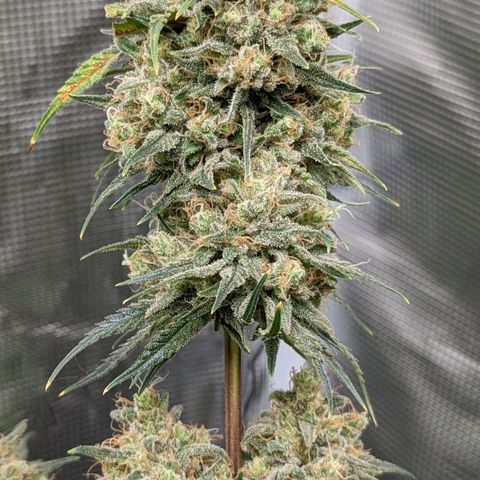 Bubba Kush growlog timeline photo