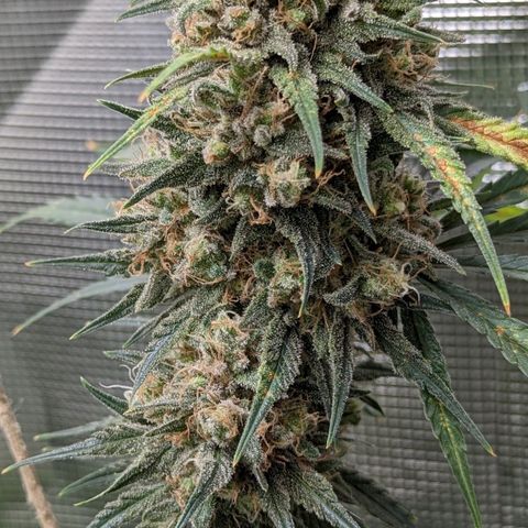 Bubba Kush growlog timeline photo