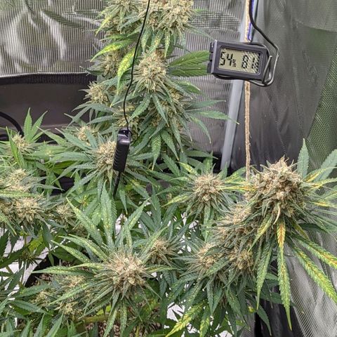 Bubba Kush growlog timeline photo