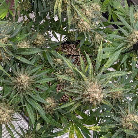 Bubba Kush growlog timeline photo