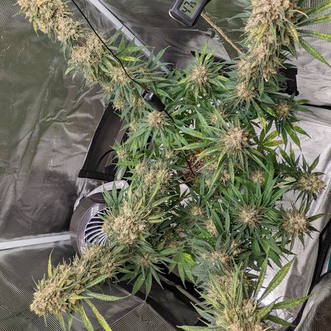 Bubba Kush growlog timeline photo