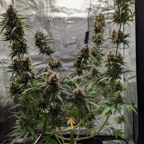 Bubba Kush growlog timeline photo