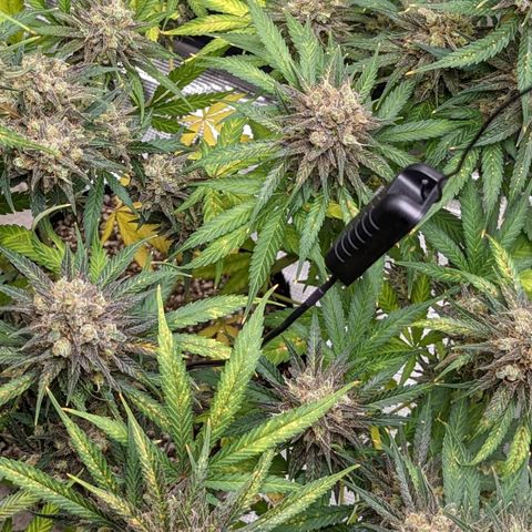 Bubba Kush growlog timeline photo