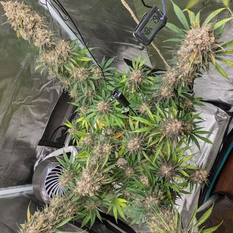 Bubba Kush growlog timeline photo